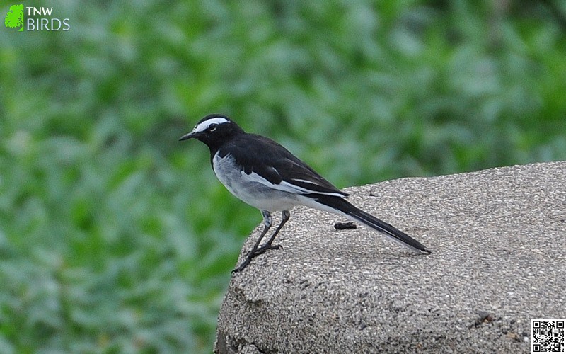 White-browed Wagtail